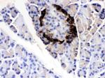 VIP Antibody in Immunohistochemistry (Paraffin) (IHC (P))