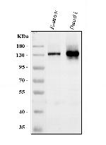 CD22 Antibody in Western Blot (WB)