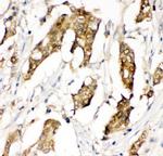 MIF Antibody in Immunohistochemistry (Paraffin) (IHC (P))