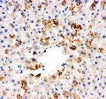 MIF Antibody in Immunohistochemistry (Paraffin) (IHC (P))