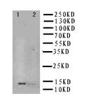 NGF Antibody in Western Blot (WB)