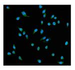 HSC70 Antibody in Immunocytochemistry (ICC/IF)