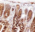 HSC70 Antibody in Immunohistochemistry (Frozen) (IHC (F))