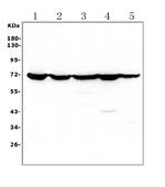 HSC70 Antibody in Western Blot (WB)