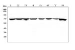 HSC70 Antibody in Western Blot (WB)