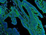 N-cadherin Antibody in Immunohistochemistry (Paraffin) (IHC (P))