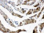 FABP3 Antibody in Immunohistochemistry (Paraffin) (IHC (P))