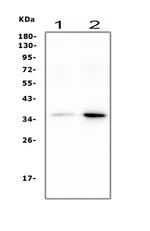 Annexin A2 Antibody in Western Blot (WB)