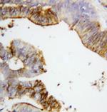 Annexin A2 Antibody in Immunohistochemistry (Paraffin) (IHC (P))