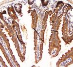 MEK3 Antibody in Immunohistochemistry (Paraffin) (IHC (P))