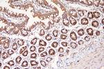 MEK3 Antibody in Immunohistochemistry (Paraffin) (IHC (P))