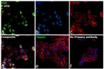 Progesterone Receptor Antibody in Immunocytochemistry (ICC/IF)