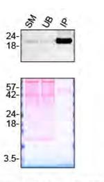 Pleiotrophin Antibody in Immunoprecipitation (IP)