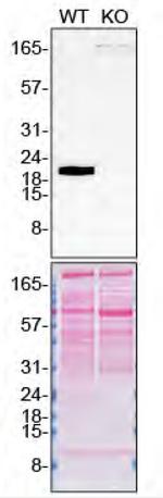 Pleiotrophin Antibody in Western Blot (WB)