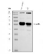 Fetuin A Antibody in Western Blot (WB)