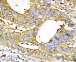 Caspase 1 p20 Antibody in Immunohistochemistry (Paraffin) (IHC (P))