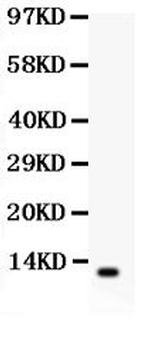 beta-Defensin 1 Antibody in Western Blot (WB)