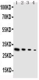 GDNF Antibody in Western Blot (WB)