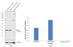 GDNF Antibody in Western Blot (WB)