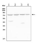 MEKK2 Antibody in Western Blot (WB)