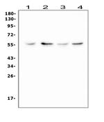 XIAP Antibody in Western Blot (WB)