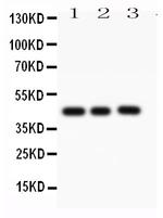 Caspase 1 p10 Antibody in Western Blot (WB)