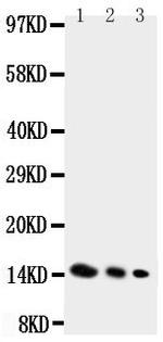 IL-4 Antibody in Western Blot (WB)