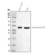 Haptoglobin Antibody in Western Blot (WB)