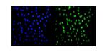 HSF2 Antibody in Immunocytochemistry (ICC/IF)