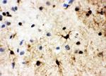 HSF2 Antibody in Immunohistochemistry (Paraffin) (IHC (P))