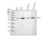 HSF2 Antibody in Western Blot (WB)