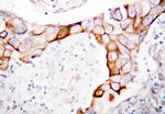 CD18 Antibody in Immunohistochemistry (Paraffin) (IHC (P))