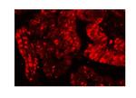 Ku80 Antibody in Immunohistochemistry (Paraffin) (IHC (P))