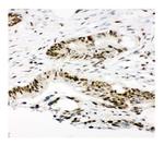 Ku80 Antibody in Immunohistochemistry (Paraffin) (IHC (P))