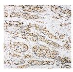 Ku80 Antibody in Immunohistochemistry (Paraffin) (IHC (P))