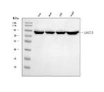 Ku80 Antibody in Western Blot (WB)