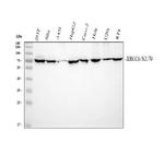 Ku70 Antibody in Western Blot (WB)