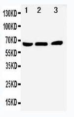 Nur77 Antibody in Western Blot (WB)