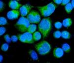 MYPT1 Antibody in Immunocytochemistry (ICC/IF)