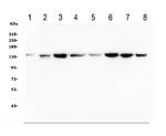 MYPT1 Antibody in Western Blot (WB)