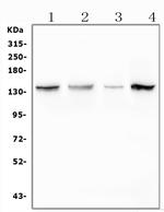 MYPT1 Antibody in Western Blot (WB)