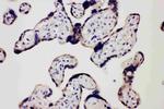 TLR7 Antibody in Immunohistochemistry (Paraffin) (IHC (P))