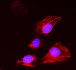 14-3-3 sigma Antibody in Immunocytochemistry (ICC/IF)