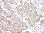 14-3-3 sigma Antibody in Immunohistochemistry (Paraffin) (IHC (P))