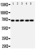 SHP2 Antibody in Western Blot (WB)