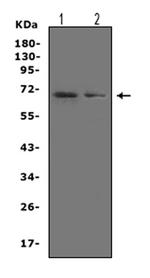 SHP2 Antibody in Western Blot (WB)