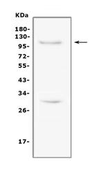 TRIF Antibody in Western Blot (WB)