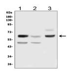 DLL3 Antibody in Western Blot (WB)