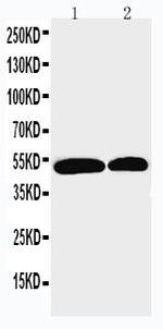 NOXA1 Antibody in Western Blot (WB)