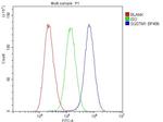 SQSTM1 Antibody in Flow Cytometry (Flow)